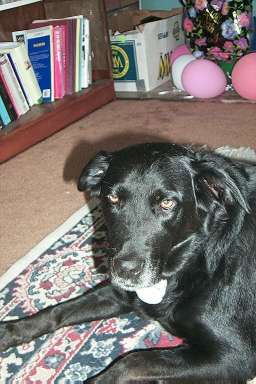 mo sleepy at bendy's