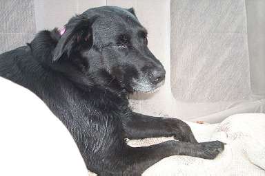 mo sleepy in bendy's car