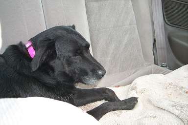 mo sleepy in the bendymobile